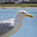 Herring Gull Herring Gull