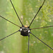 IMG 7512harvestman