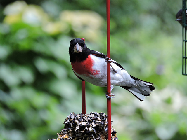 Rose-breasted Grosbeaks