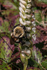 Spiranthes cernua (Nodding Ladies'-tresses orchid) with Bombus species (Bumble bee)