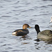 Pied-billed Grebe, Coot and Wigeon