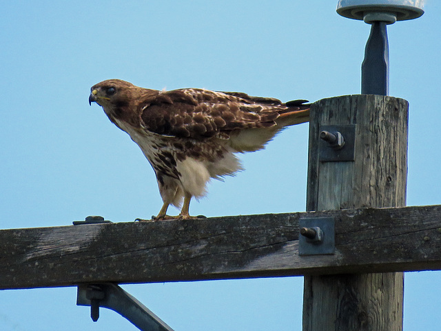 Red-tailed Hawk