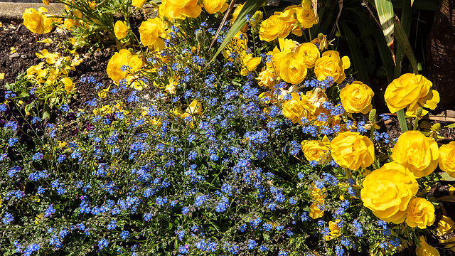 190511 Montreux quai fleurs