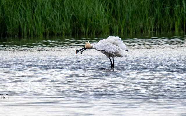 Spoonbill