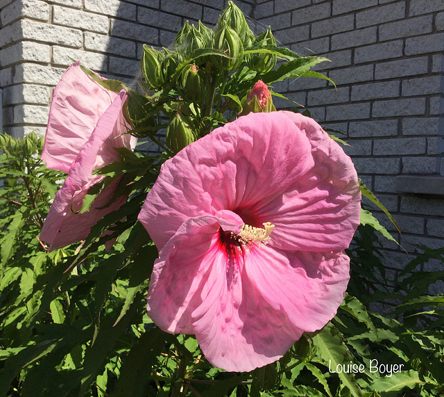 Hibiscus vivace