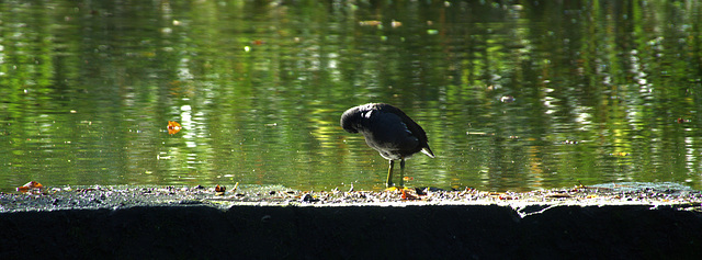 Bathing Birdies!