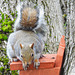 Squirrel on nest box 2