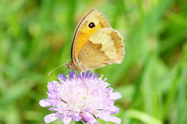 Großes Ochsenauge auf Witwenblume