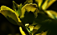 Shadowed