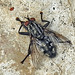 20230714 1952CPw [D~LIP] Graue Fleischfliege (Sarcophaga carnaria), Bad Salzuflen