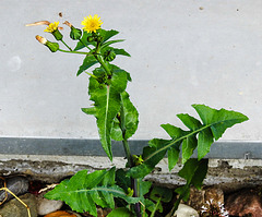 20230726 3191CPw [D~LIP] Kohl-Gänsedistel (Sonchus olraceus), BS