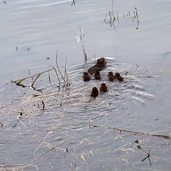 il faut suivre Maman, elle a dit..! you have to follow Mom, she said..!