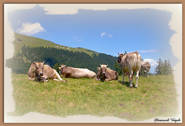 Auf der Alpweide der Alp Sol