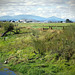 Fields, fences and sky