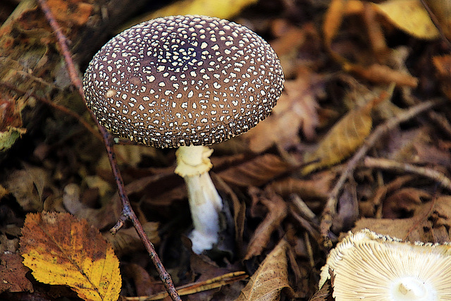 L'acné juvénile du champignon