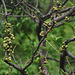 20140506-6836 Ficus hispida L.f.