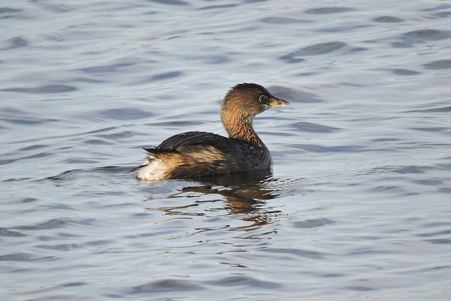 Pied-billed Grebe