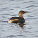 Pied-billed Grebe