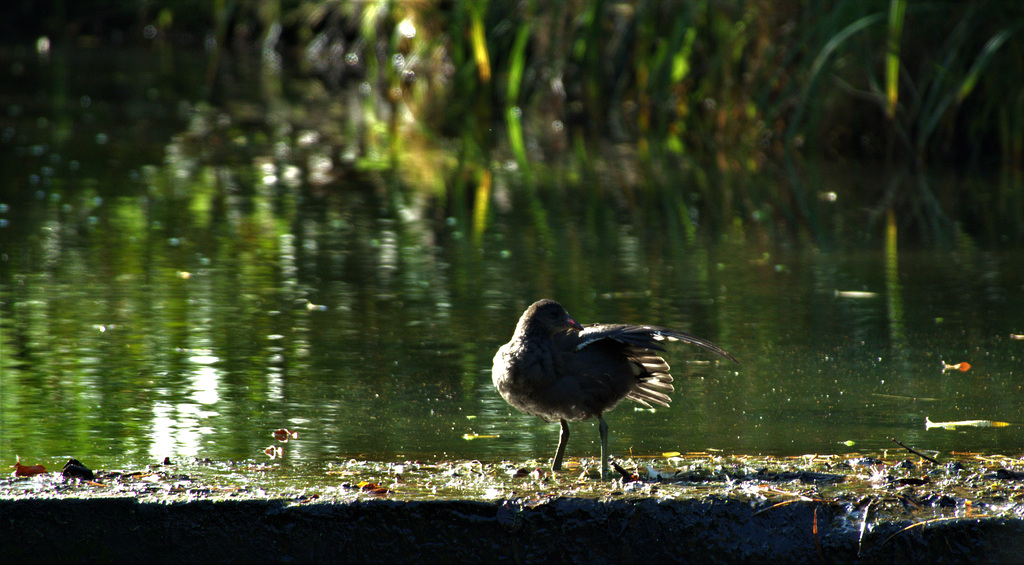 Bathing Birdies!