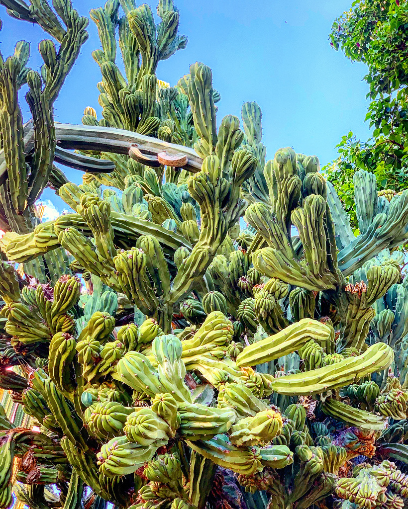 cactus garden - Kapiolani Community College