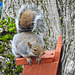 Squirrel on nest box 3
