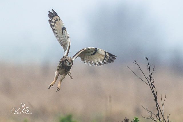 Hibou des marais