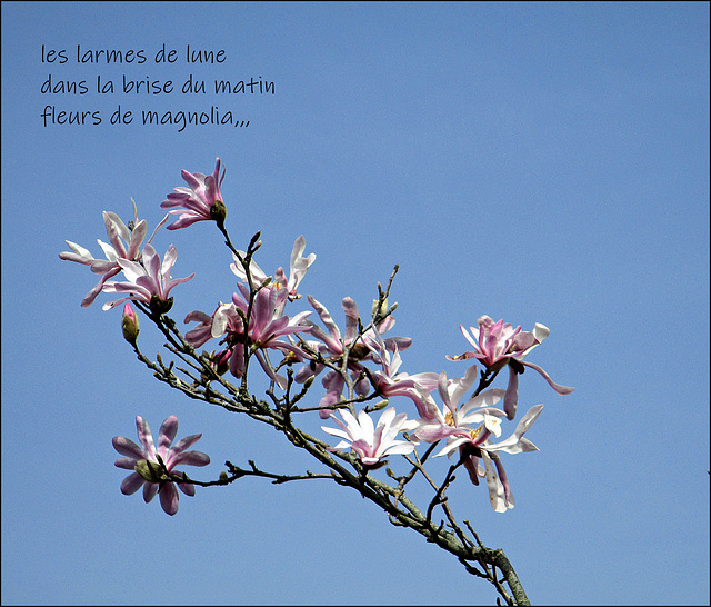 le printemps ♫☼♫