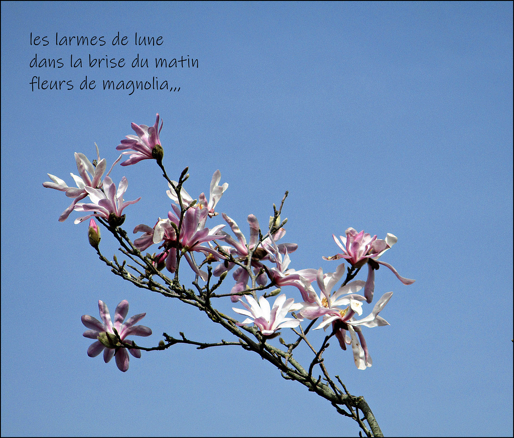 le printemps ♫☼♫