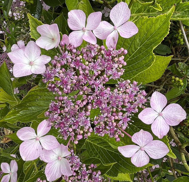 Hortus botanicus Leiden 3