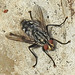 20230714 1953CPw [D~LIP] Graue Fleischfliege (Sarcophaga carnaria), Bad Salzuflen