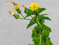 20230726 3192CPw [D~LIP] Kohl-Gänsedistel (Sonchus olraceus), BS