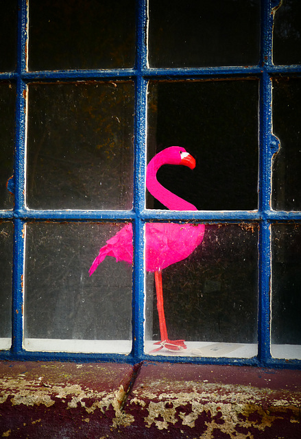 Der rosarote Flamingo