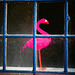 Der rosarote Flamingo