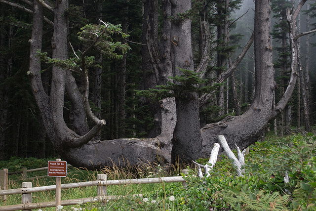 Cape Meares Lighthouse Park OR  (#1172)