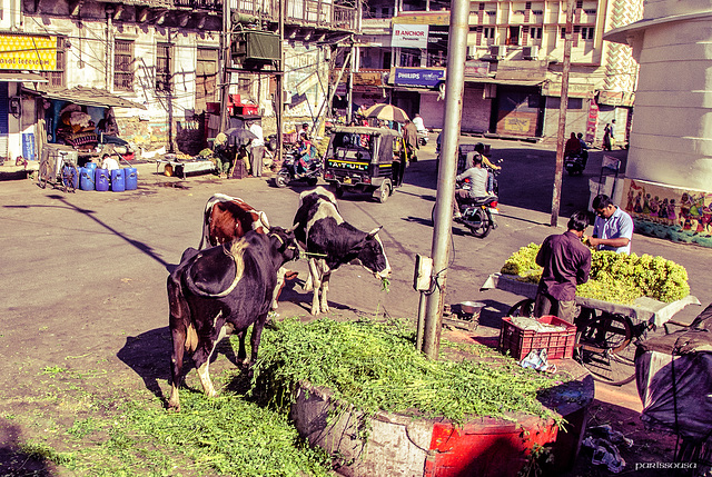 Udaipur