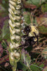 Spiranthes cernua (Nodding Ladies'-tresses orchid) with Bombus species (Bumble bee)