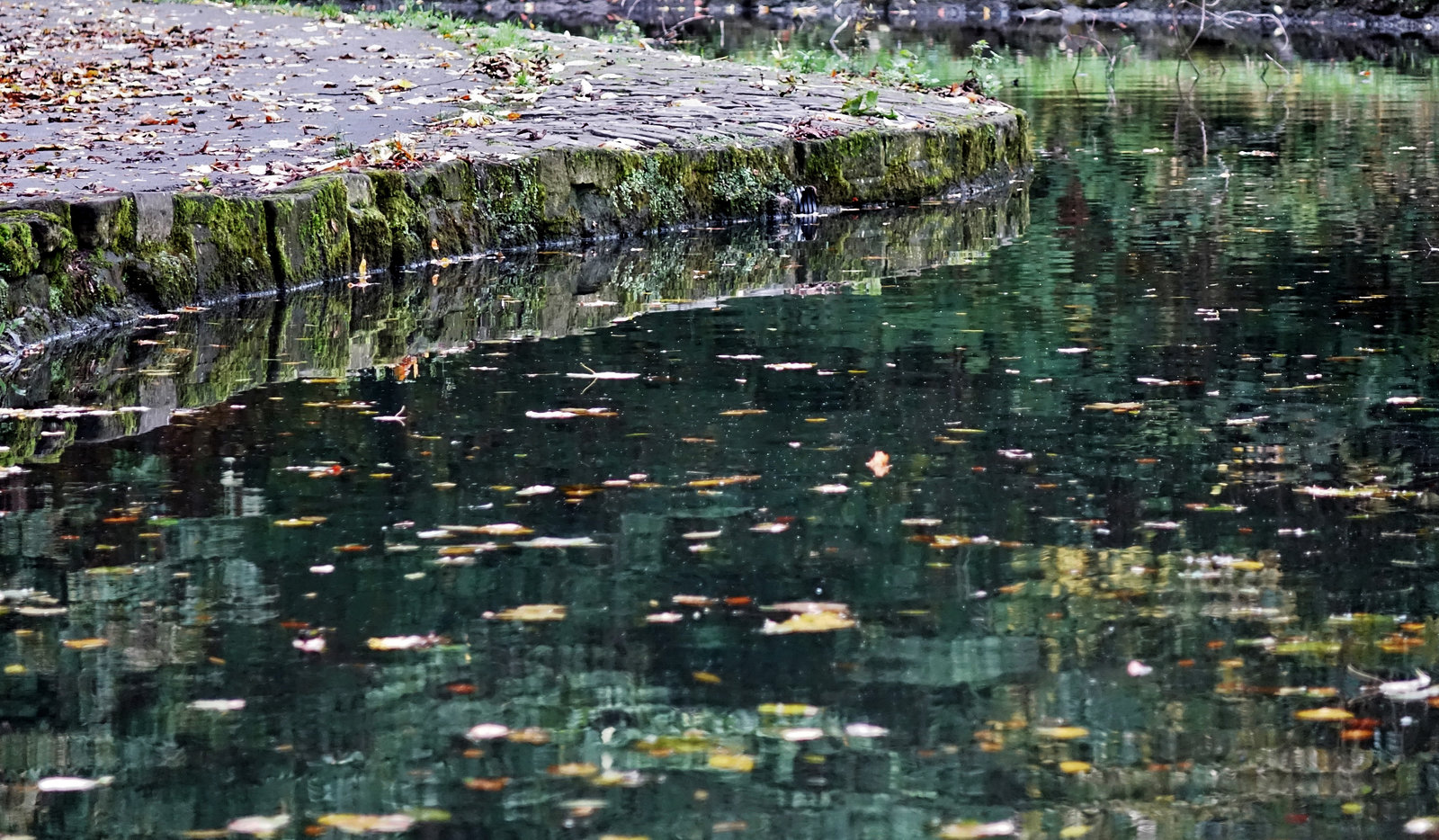 Autumn Reflections