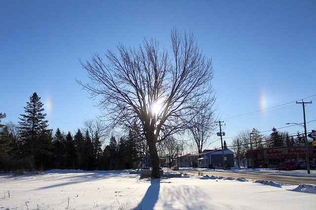 sun dog / chiens de garde du soleil