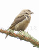 Female parrot crossbill