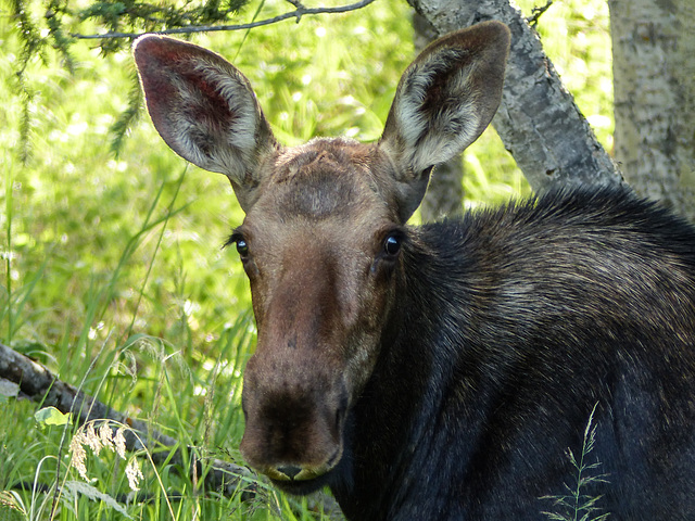 Yesterday's female (or young?) Moose