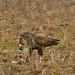 Buse variable et son repas.