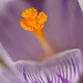 DSCF3735