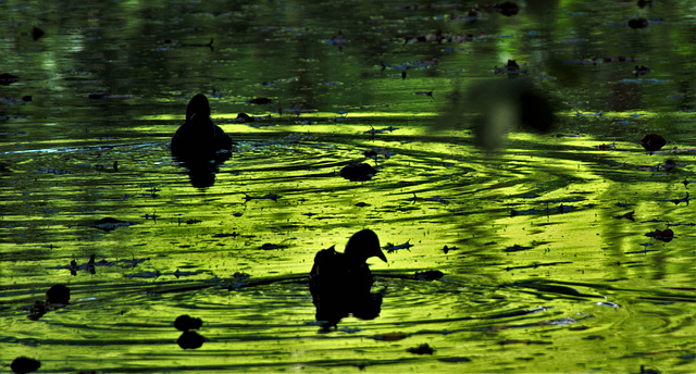 Bathing Birdies!