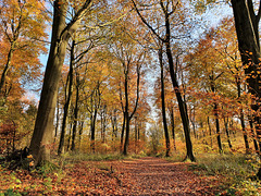 Autumn in the woods