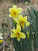 Daffodils