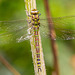 Southern hawker