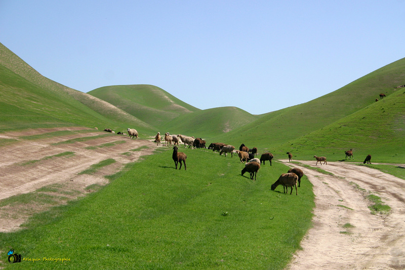 Afghan Arabi