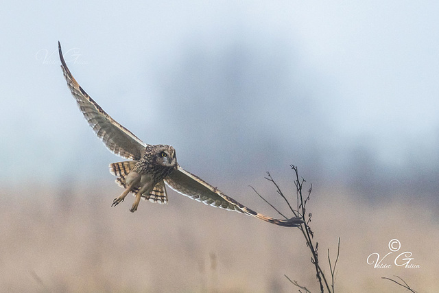 Hibou des marais