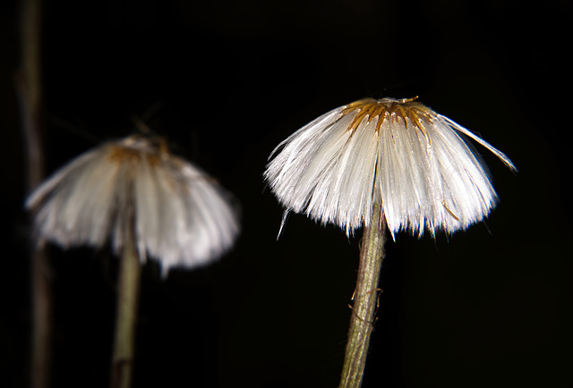 Verblüter Huflattich zeigt sich :))  Bloated coltsfoot shows itself :))  Le tussilage gonflé se montre :))