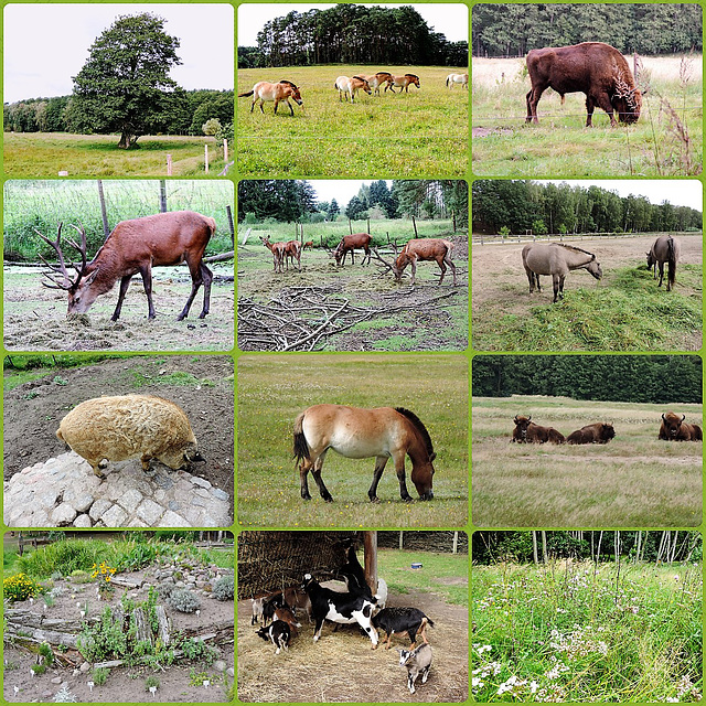 Zeitreise - 07.09.2017 - Schorfheide - 2